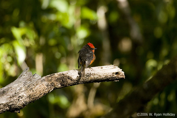 Vermillion Flycatcher