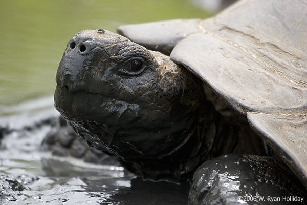 Giant Tortoise