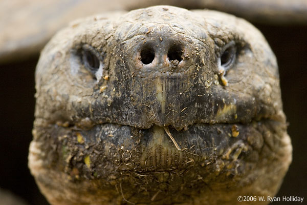 Giant Tortoise