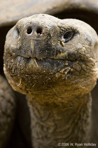 Giant Tortoise