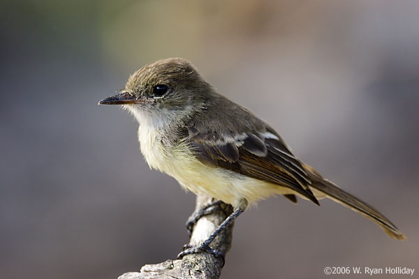 Galapagos Flycatcher