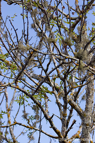 Tree Detail