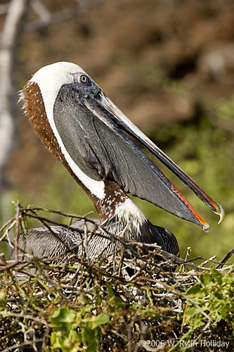 Brown Pelican on Nest