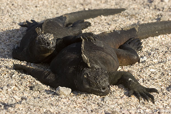 Marine Iguanas