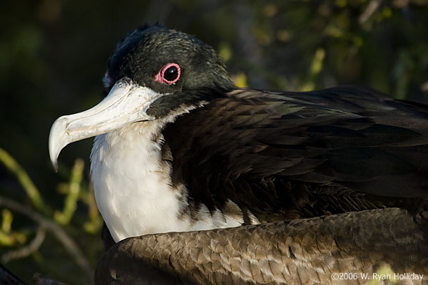 Frigate Bird