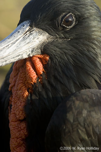 Frigate Bird