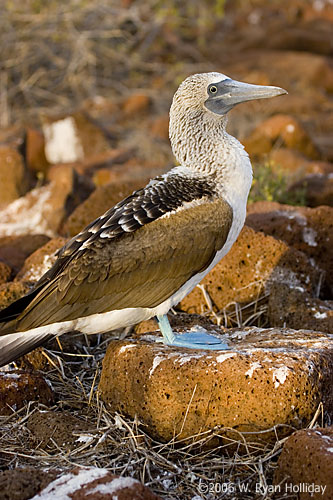 Blue-Footed Boobie