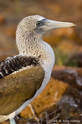 Blue-Footed Boobie