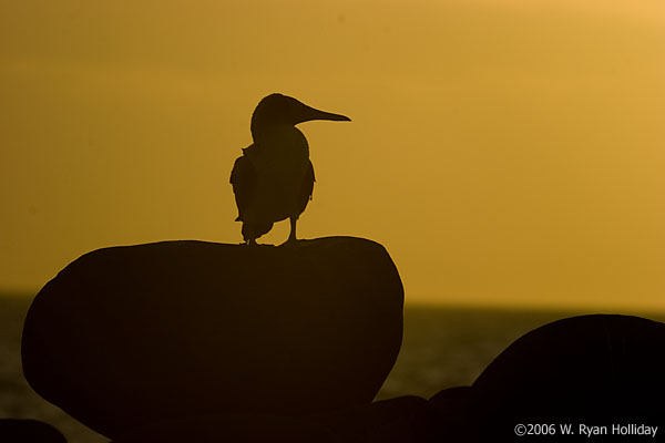 Blue-Footed Boobie