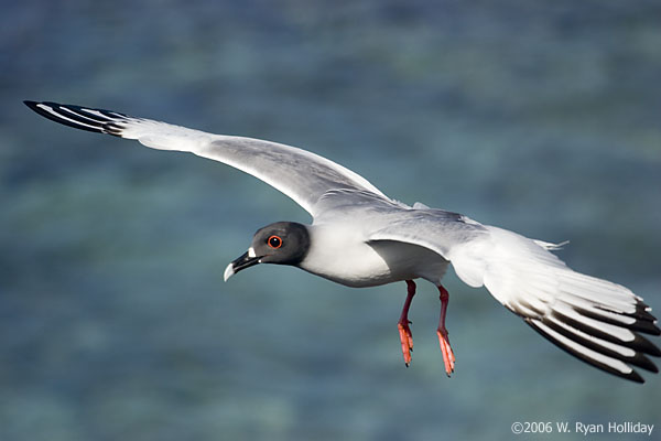 Swallow-Tailed Gull