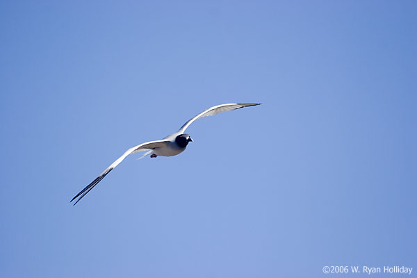Swallow-Tailed Gull