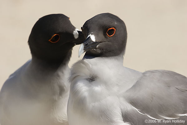 Swallow-Tailed Gulls