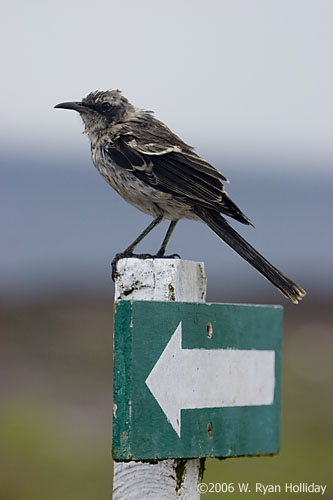 Mockingbird