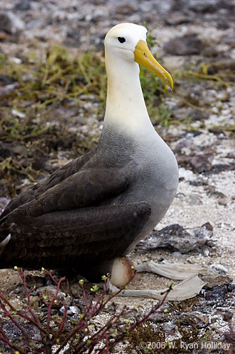 Waved Albatross on Nest