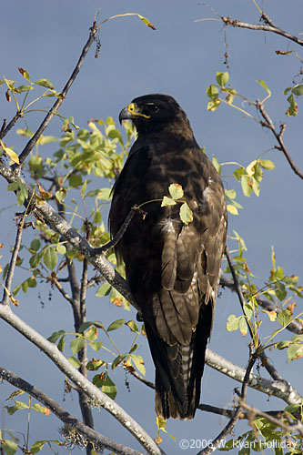 Galapagos Hawk