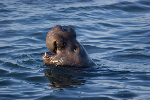Elephant Seal