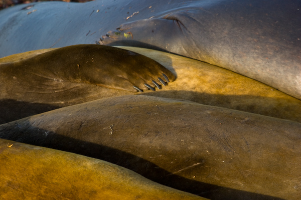 Elephant Seals