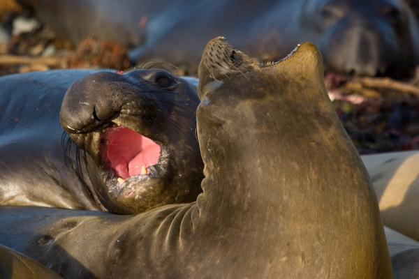 Elephant Seals