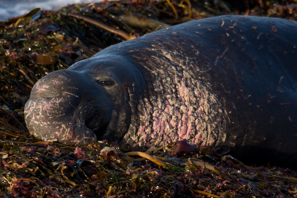 Elephant Seal