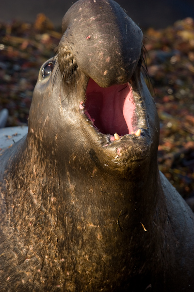Elephant Seal