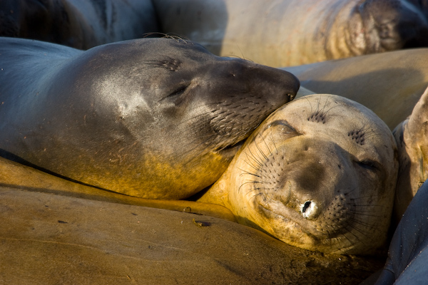 Elephant Seals