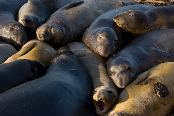 Elephant Seals