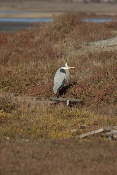 Great Blue Heron