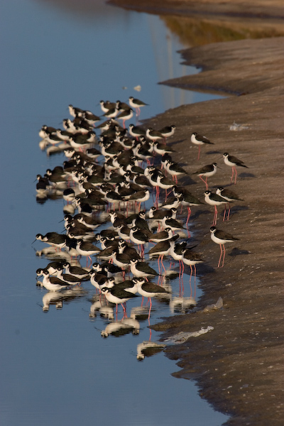 Black-necked Stilts