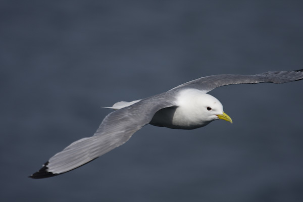 Kittiwake
