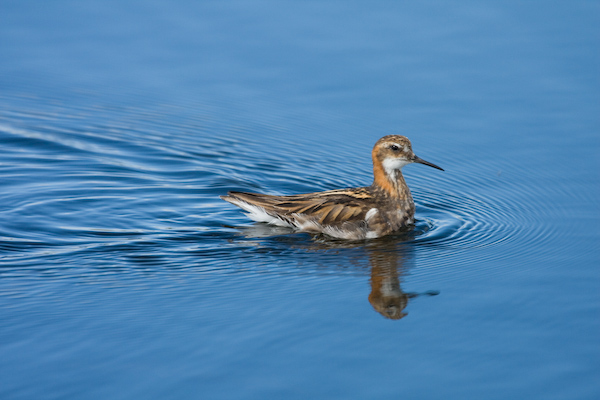 Red-Necked Phalarope