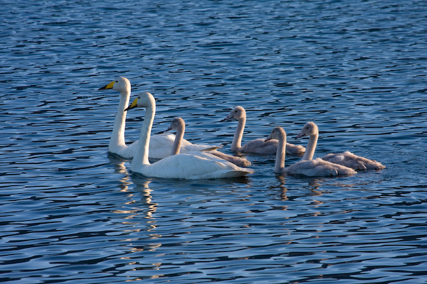 Whooper Swans