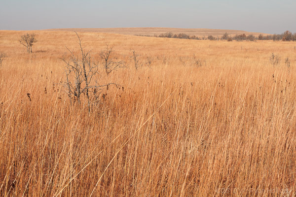 The Tallgrass Prairie Preserve in Oklahoma