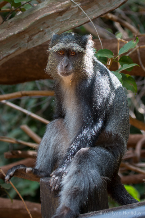 Blue monkey at Lake Manyara