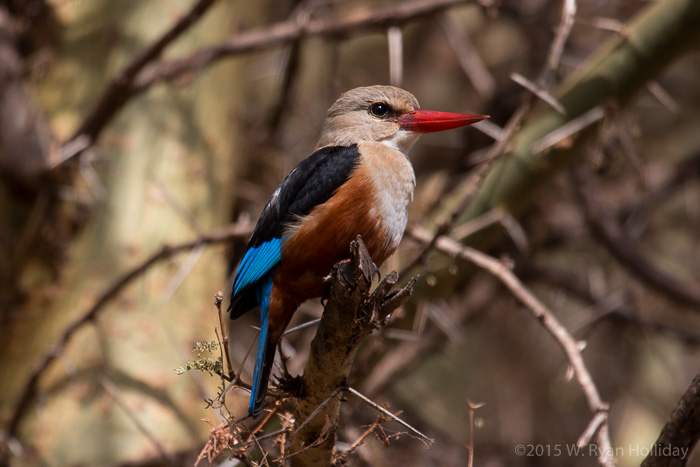 Grey-headed kingfisher at Lake Manyara