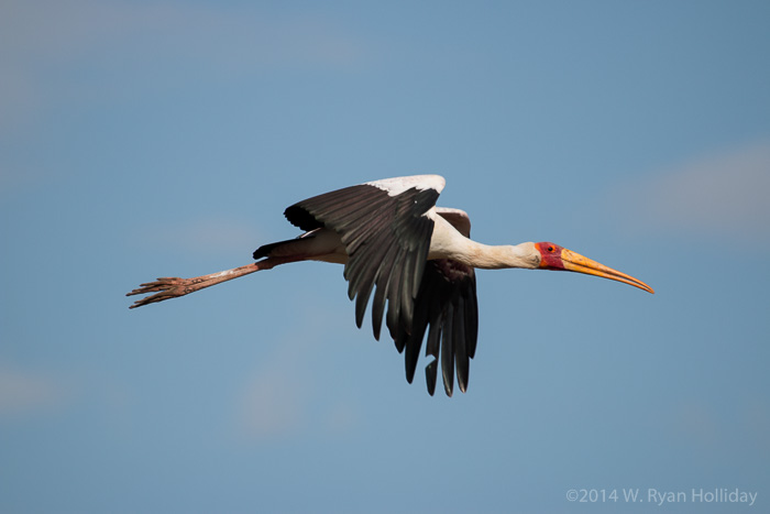 Yellow-billed stork at Lake Manyara