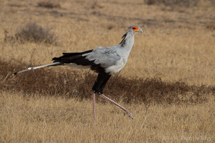 Secretary bird at Ndutu