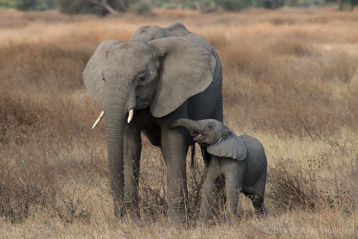 African elephants at Ndutu