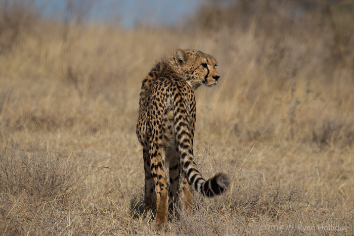 Cheetah at Ndutu