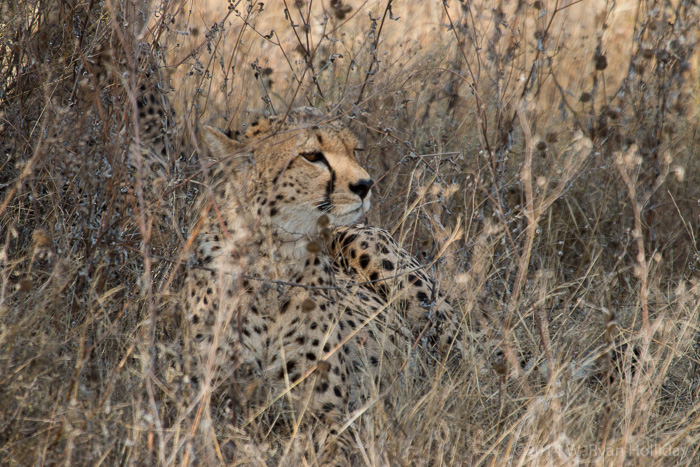 Cheetah at Ndutu