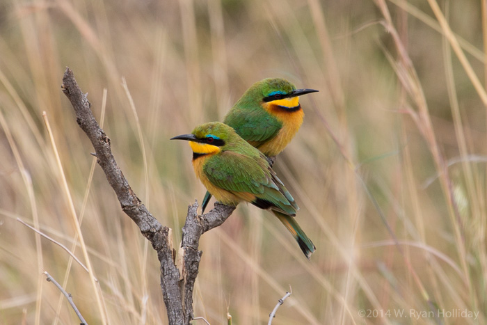 Little bee-eaters in Serengeti National Park
