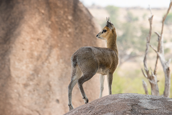 Klipspringer in Serengeti National Park