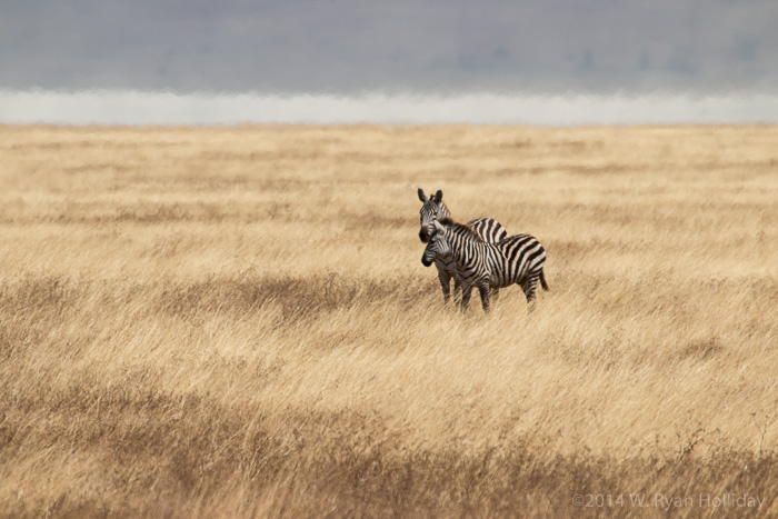 Zebra in Ngorongoro Crater