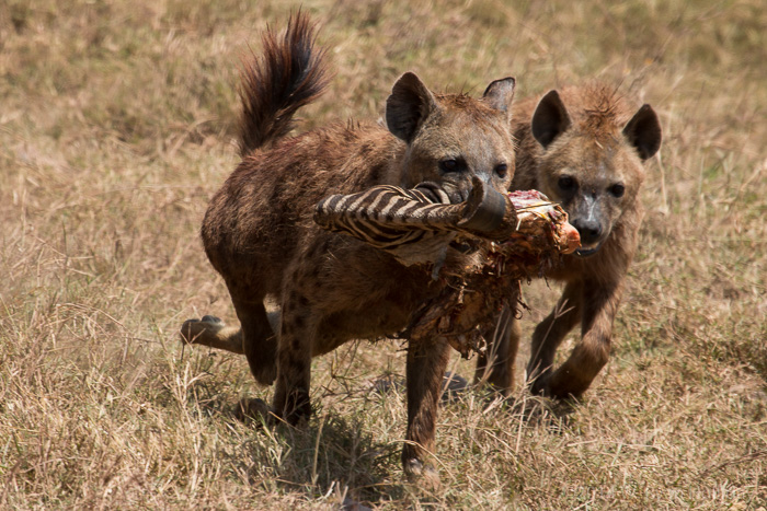 Hyenas after a zebra kill in Ngorongoro Crater