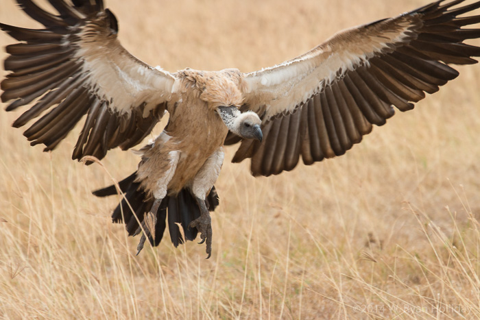 White-backed vulture in Ngorongoro Crater