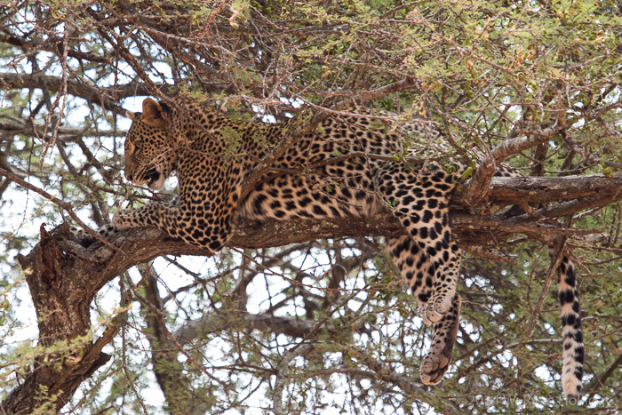 Leopard in Tarangire National Park