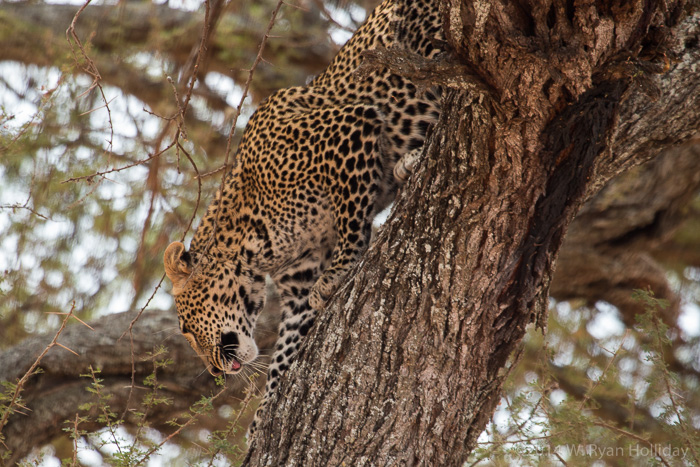 Leopard in Tarangire National Park