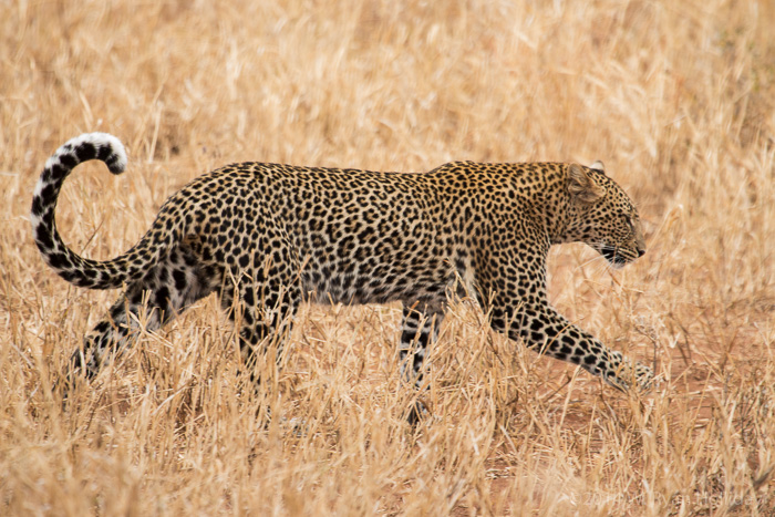 Leopard in Tarangire National Park