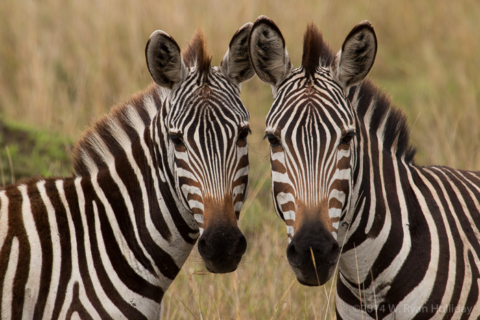 Zebra in the Masai Mara Reserve