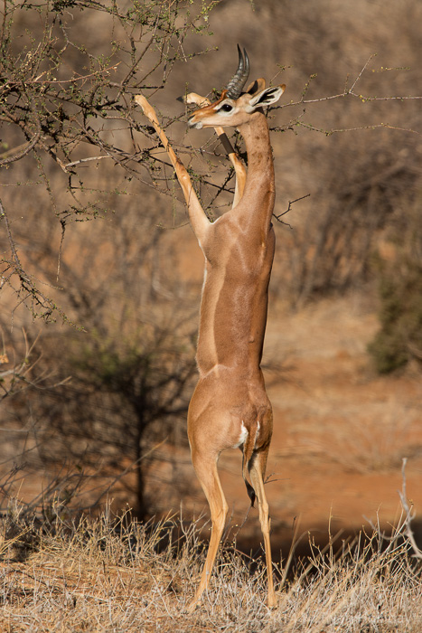 Gerenuk in Samburu Game Reserve