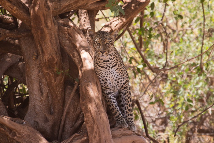 Leopard in Samburu Game Reserve